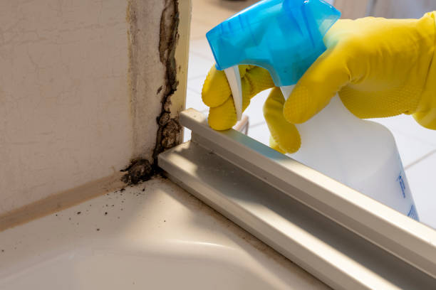 Best Industrial Mold Remediation  in Mount Pleasant, IA