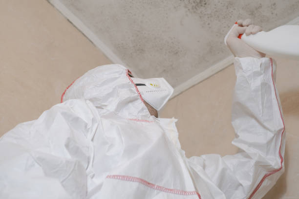 Best Basement Mold Removal  in Mount Pleasant, IA