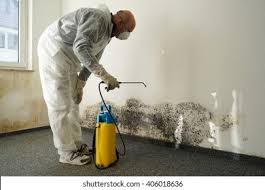 Best Mold Damage Restoration  in Mount Pleasant, IA